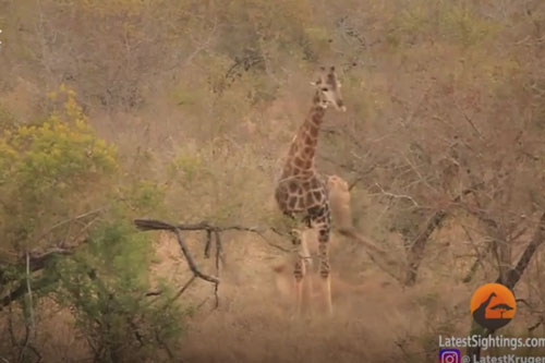 Bầy sư tử 'nếm trái đắng' khi tấn công hươu cao cổ