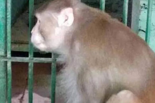 ‘Khỉ điên’ tấn công và giết chết một người vì nghiện ngập nặng