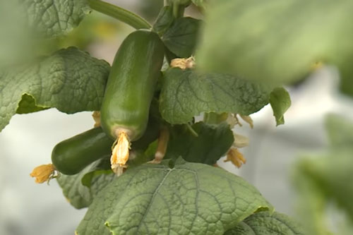 'Hot girl' Bắc Ninh thu lãi 300 triệu đồng/năm nhờ mô hình trồng dưa leo tí hon