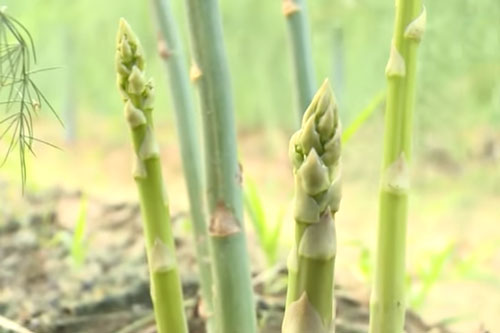 Bắc Ninh: Thu lãi 6 triệu đồng/ngày nhờ trồng 'rau hoàng đế'