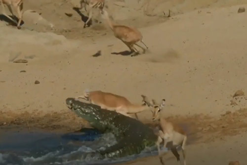 CLIP: Cá sấu "tóm cổ" linh dương Impala trong "một nốt nhạc"