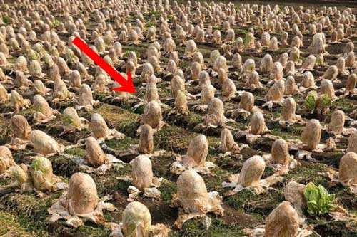 Bức ảnh chụp cảnh tượng như ở ngoài hành tinh khiến dân mạng nháo nhào nhưng biết được "chân tướng" thì ai cũng ngỡ ngàng