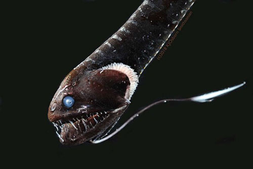 Cuộc sống ở độ sâu 5.000 mét dưới đáy đại dương