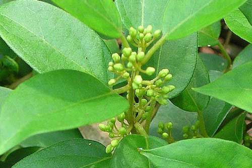 Top 6 cây dược liệu trị tiểu đường hiệu quả và đơn giản tại nhà