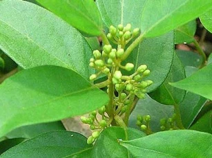 Top 6 cây dược liệu trị tiểu đường hiệu quả và đơn giản tại nhà