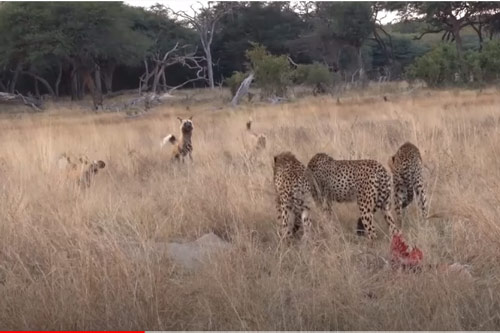 CLIP: Đàn chó hoang dùng chiến thuật 'cực độc' để cướp mồi của 3 con báo săn