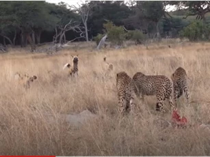 CLIP: Đàn chó hoang dùng chiến thuật 'cực độc' để cướp mồi của 3 con báo săn