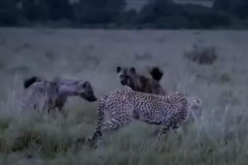 CLIP: Báo săn đại chiến với đàn linh cẩu để bảo vệ con