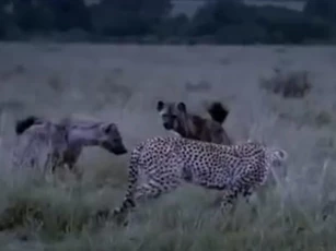 CLIP: Báo săn đại chiến với đàn linh cẩu để bảo vệ con