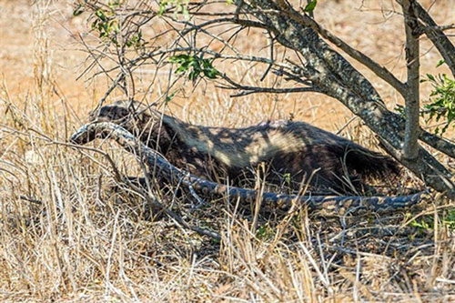 Lửng mật đoạt mạng trăn châu Phi khổng lồ trong vòng '1 nốt nhạc' bằng 'đòn hiểm'