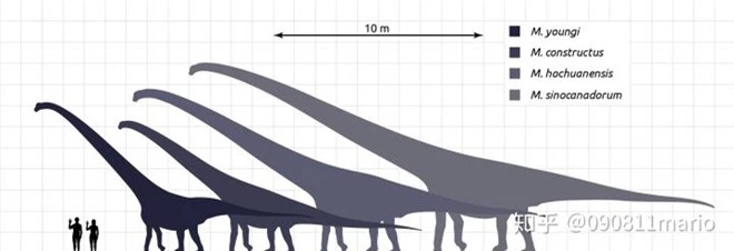 Tìm thấy dấu vết của động vật có vú trên hóa thạch của loài khủng long Mamenchisaurus - Ảnh 2.