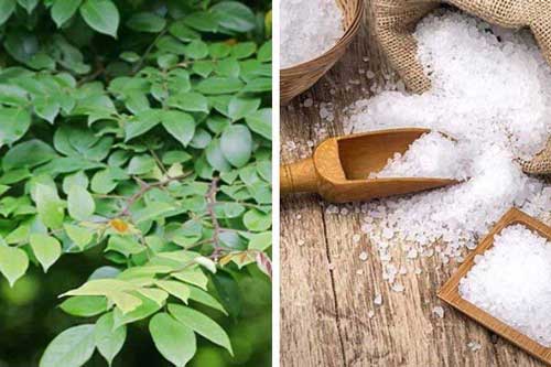 Cách trị ghẻ ngứa bằng lá khế an toàn và đơn giản tại nhà