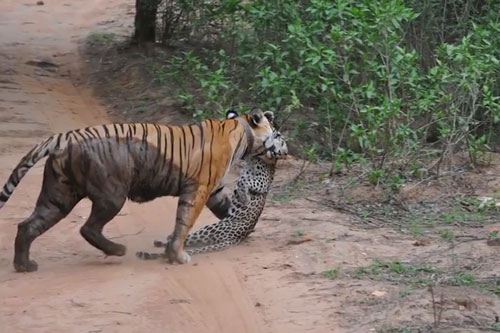 Báo đốm 'nếm trái đắng' khi đụng độ hổ