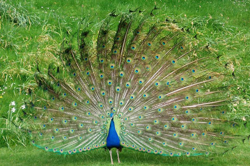 Top 10 loài chim hiếm và đẹp nhất thế giới