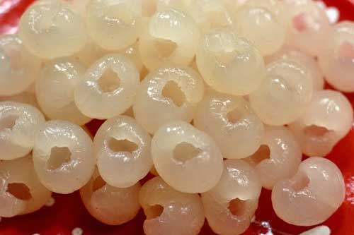 Những tác dụng thần kỳ của long nhãn giúp trị trứng thiếu máu, mất ngủ