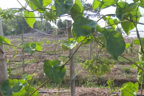 Đồng Tháp: Thu hơn 1 tỷ đồng/năm nhờ trồng hoa thiên lý