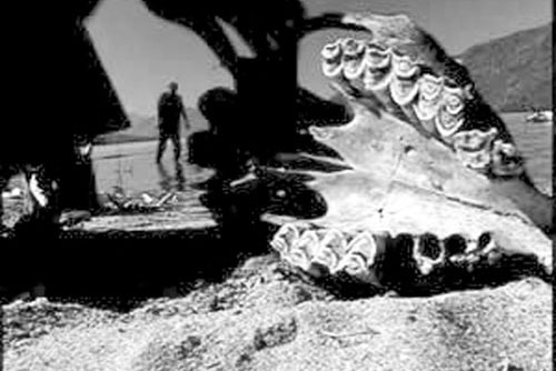 Kinh hãi trước những con "thủy quái" lừng danh thế giới 