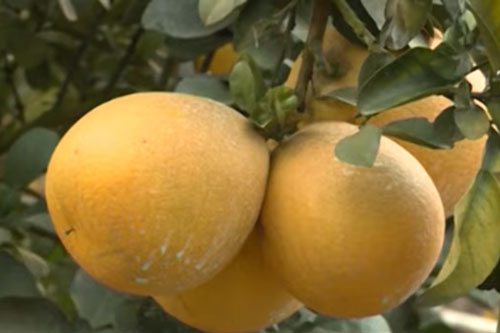 Sơn La: Thu bộn tiền nhờ trồng bưởi Diễn