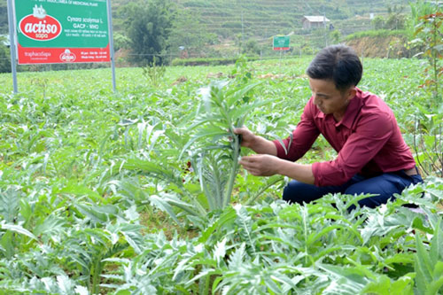 Lào Cai: Thu từ 120-150 triệu đồng/ha nhờ trồng cây dược liệu
