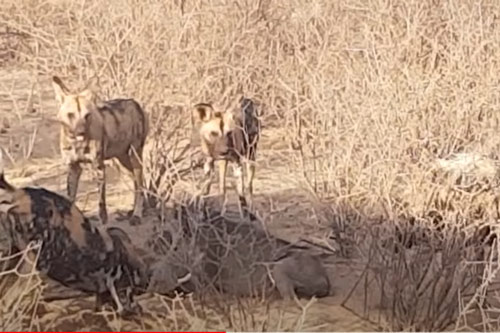 CLIP: Đàn chó hoang "chào thua" lợn bướu "lì đòn"