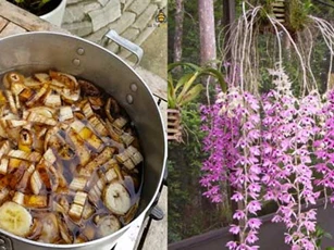 Mẹo tưới cây bằng dung dịch chuối cực đơn giản, trồng cây nào cũng tốt um, ra hoa trĩu cành