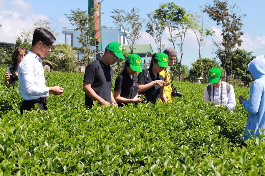 Du khách tham quan và tìm hiểu quy trình thu hoạch trà tại Khu du lịch canh nông của Công ty Long Đỉnh.