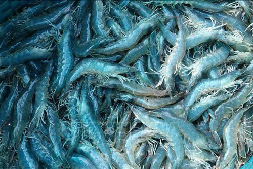 Giá tôm nguyên liệu tăng trở lại
