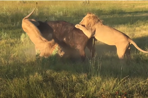 CLIP: Sư tử đực bị húc thủng đùi khi tấn công trâu rừng