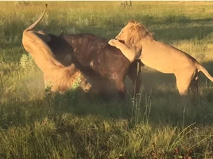 CLIP: Sư tử đực bị húc thủng đùi khi tấn công trâu rừng