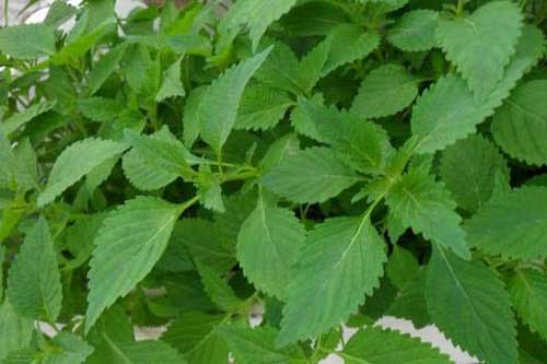 4 loại cây mà nhà nào có con nhỏ cũng cần trồng