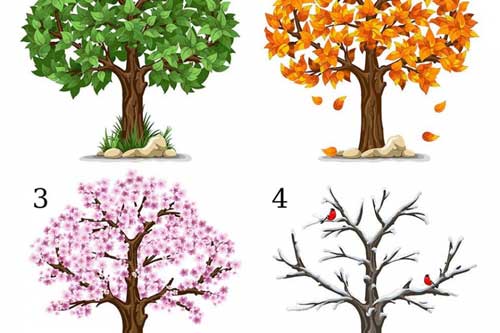 Trắc nghiệm: Bạn thích cây số mấy nhất, "bật mí" ngay ưu điểm vượt trội của bạn