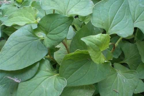 Cây diếp cá có tác dụng kì diệu thế này với sức khoẻ, có thể bạn chưa biết