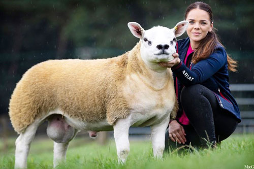Chú cừu đắt nhất thế giới được bán với mức giá cực “khủng”