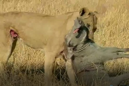 CLIP: Húc thủng bụng sư tử, lợn bướu vẫn không giữ được mạng sống