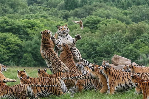 Phì cười với màn 'đuổi chim, bắt bướm' của đàn hổ Siberia 