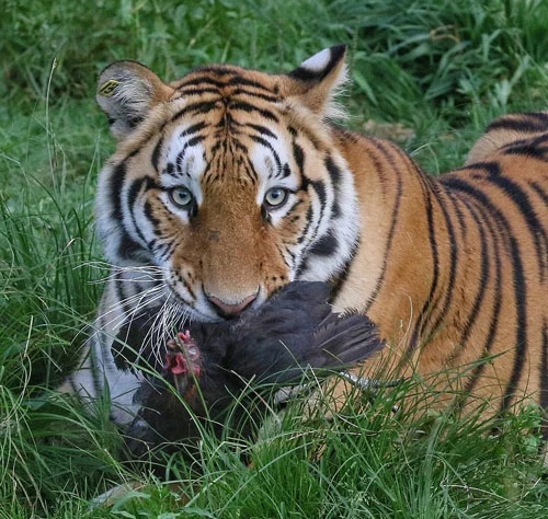 Con hổ may mắn bắt được mồi nằm thưởng thức món ăn ngon.
