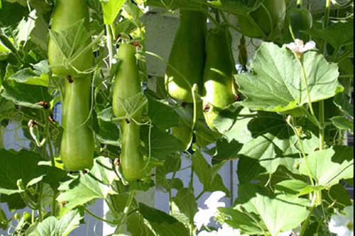 Những tác dụng chữa bệnh thần kỳ từ quả bầu