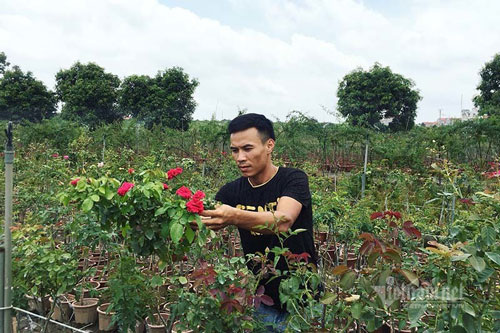 10 năm bôn ba vẫn tay trắng, về quê vui với vườn hồng 'nở' 4 tỷ/năm
