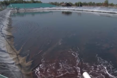 Khánh Hòa: Làm giàu từ mô hình ương nuôi cá bớp giống