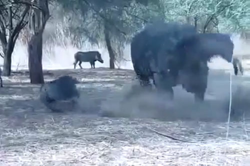 Lợn rừng bị tê giác 'trừng trị' vì tội tham ăn