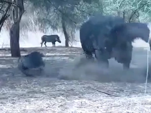 Lợn rừng bị tê giác 'trừng trị' vì tội tham ăn