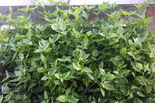 Mẹo trồng rau lớn nhanh, ít sâu bệnh đơn giản nhất