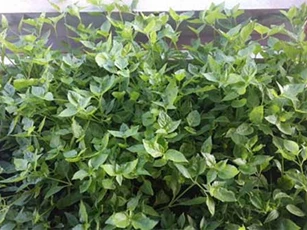 Mẹo trồng rau lớn nhanh, ít sâu bệnh đơn giản nhất