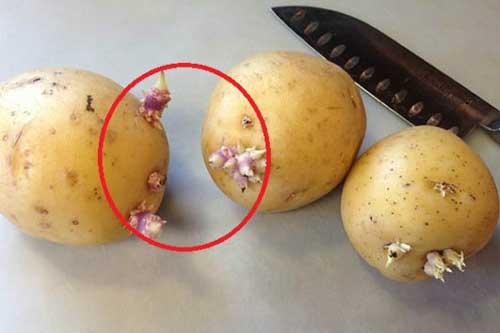 Ăn khoai tây ngon đến mấy cũng phải tránh làm việc này kẻo gây hại cơ thể, mất hết dinh dưỡng