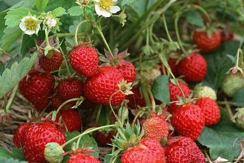 Mẹ bầu ăn dâu tây lợi gì?