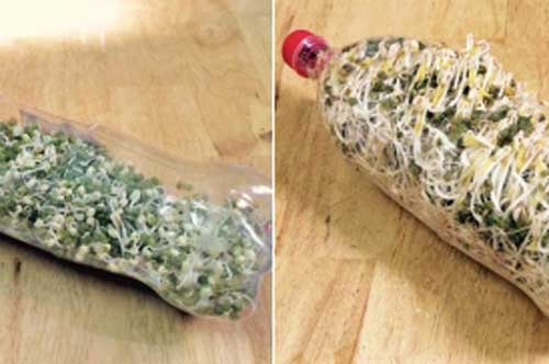 Cách làm giá đỗ bằng lọ nhựa đơn giản nhất