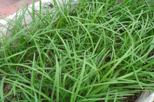 Hướng dẫn các bước trồng cây hẹ siêu đơn giản ngay tại nhà