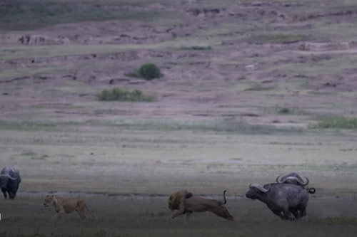 CLIP: Đàn trâu rừng nổi điên tấn công vợ chồng sư tử