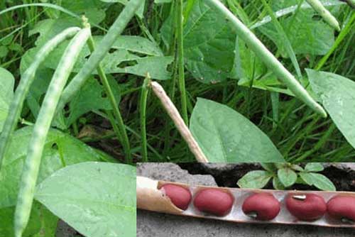 Cách trồng đậu đỏ đơn giản tại nhà, ăn cả năm không hết