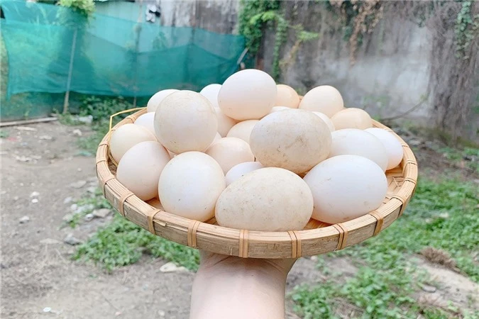 Mỹ nhân quê Trà Vinh còn nuôi gà lấy trứng trong sân vườn.